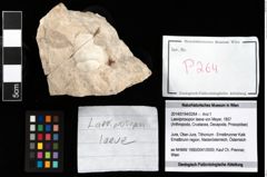Foto (Objekt + Etikett) von Laeviprosopon laeve (von Meyer, 1857)  (NHMW-GEO-2014-0194-0264)